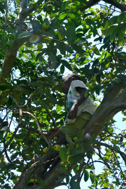 Ayubu up in a pear tree at the new shamba