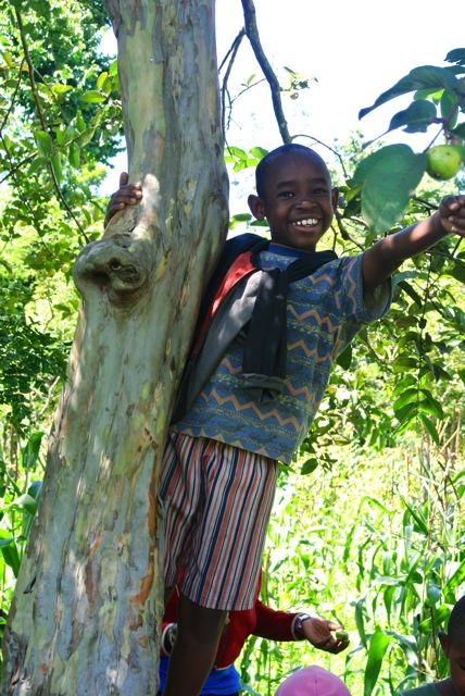 Omari climbing up a pear tree. 