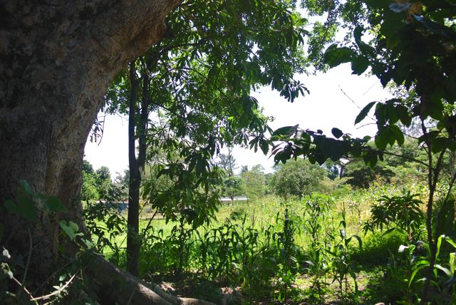 The beautiful new shamba with lots of maize planted and lots of wonderful fruit trees. 