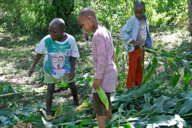 Ayubu, Anedi and Maria getting maize to bring back to the center.  