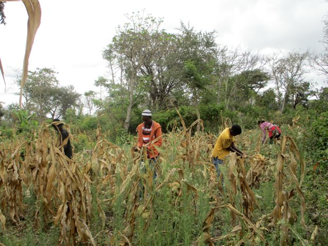 Students from the day school harvesting corn. 