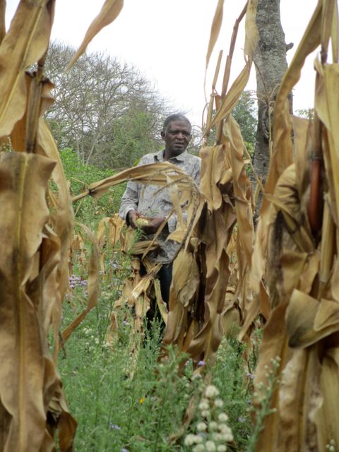 Even Mzee Chris, our operations manager, helped harvest the corn.