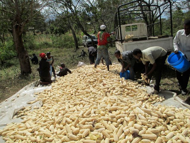The maize is ready to take back to the center. 