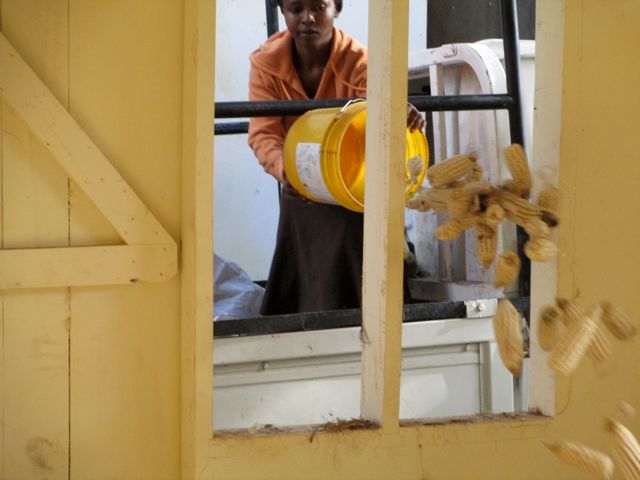 Unloading the maize. 